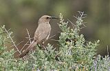 LeConte's Thrasherborder=